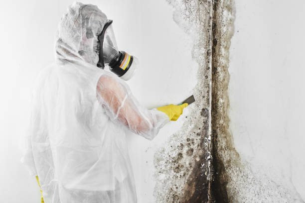 Best Certified Mold Removal  in Plains, TX