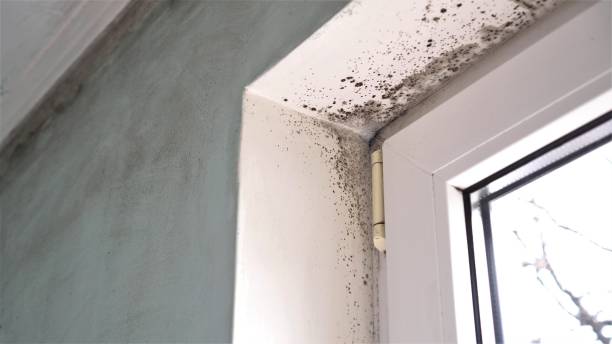 Best Mold Testing  in Plains, TX