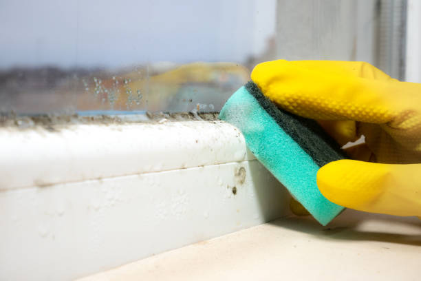 Best Toxic Mold Removal  in Plains, TX