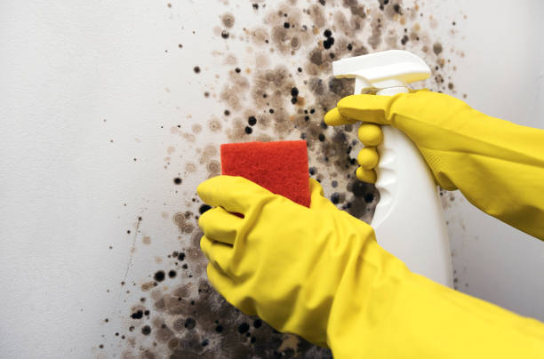 Best Black Mold Removal  in Plains, TX