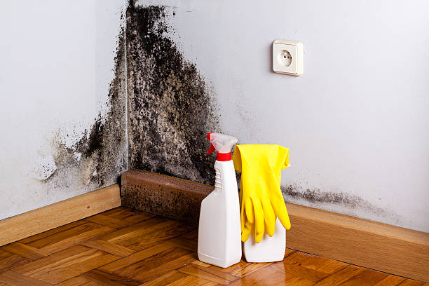 Best Affordable Mold Removal  in Plains, TX