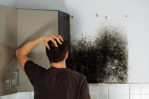 Best Local Mold Removal Service  in Plains, TX