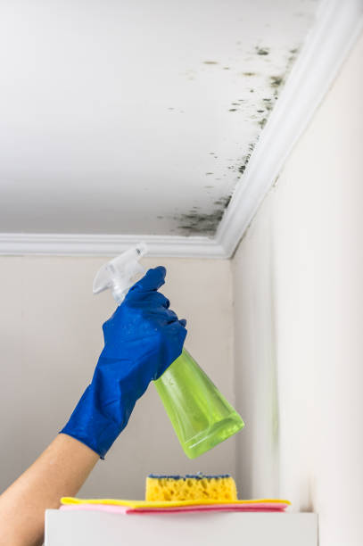 Certified Mold Removal in Plains, TX