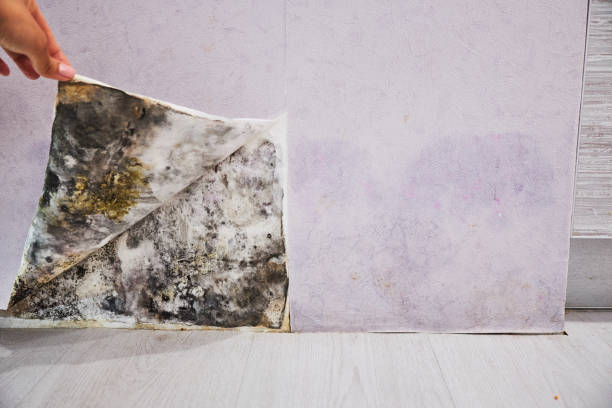 Best Water Damage Restoration  in Plains, TX